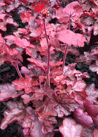 Heuchera  'Fire Chief'